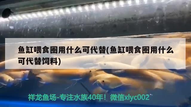 魚缸喂食圈用什么可代替(魚缸喂食圈用什么可代替飼料) 魚缸喂食圈用什么可代替(魚缸喂食圈用什么可代替飼料) 銀龍魚百科