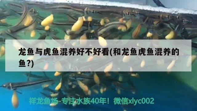 龍魚與虎魚混養(yǎng)好不好看(和龍魚虎魚混養(yǎng)的魚？)