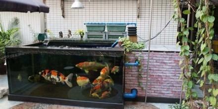 1.3米魚缸放多少鹽合適：1.3米魚缸放多少鹽合適1.3米魚缸放多少鹽合適 1.3米魚缸放多少鹽合適：1.3米魚缸放多少鹽合適1.3米魚缸放多少鹽合適 魚缸百科 第3張