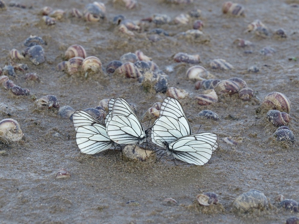 龍魚和虎魚打架誰會贏，龍魚和虎魚打架怎么辦