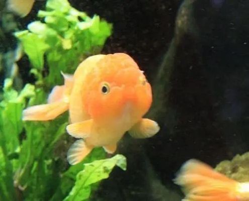 大魚缸金魚怎么養才能活得長久呢：養金魚的注意事項