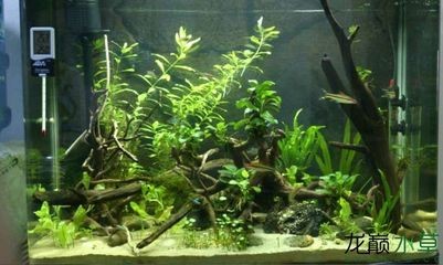 大魚缸水草選擇：天南星科植物水草選擇大魚缸水草需要注意哪些因素