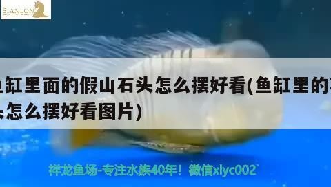 金龍魚銀龍魚溫順(金龍銀龍是淡水魚嗎)