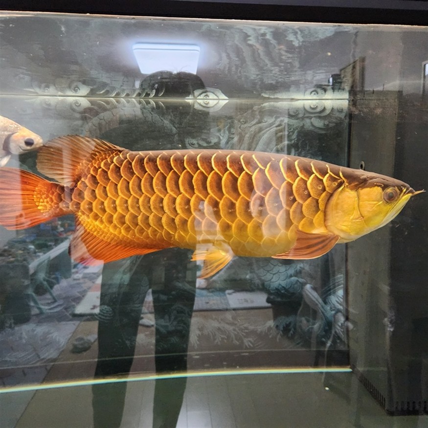 因換房含淚上岸 龍魚論壇 第2張 因換房含淚上岸 因換房含淚上岸 龍魚論壇 第2張