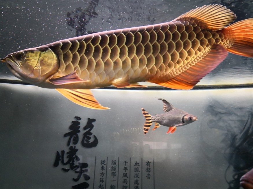 因換房含淚上岸 龍魚論壇 第3張 因換房含淚上岸 因換房含淚上岸 龍魚論壇 第3張