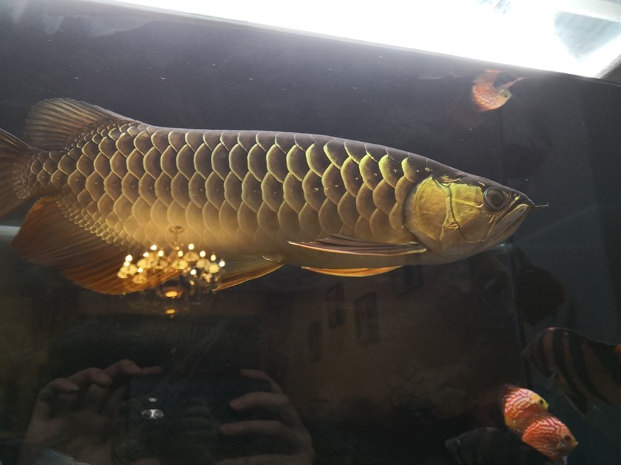 因換房含淚上岸 龍魚論壇 第6張 因換房含淚上岸 因換房含淚上岸 龍魚論壇 第6張