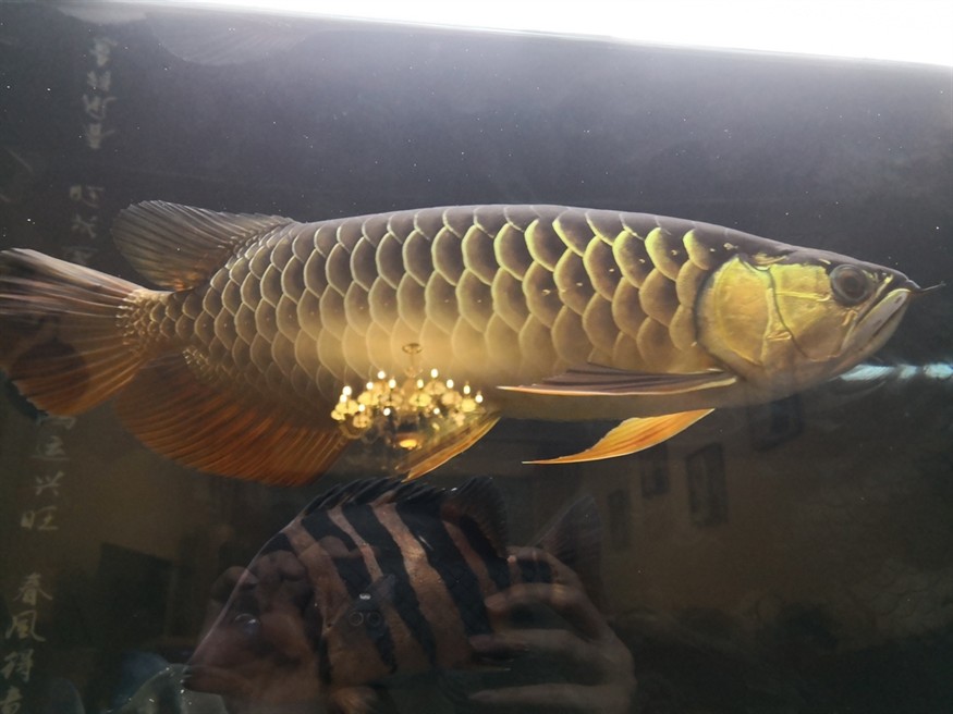 因換房含淚上岸 龍魚論壇 第7張 因換房含淚上岸 因換房含淚上岸 龍魚論壇 第7張