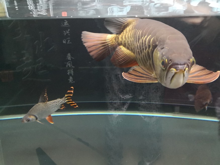 因換房含淚上岸 龍魚論壇 第8張 因換房含淚上岸 因換房含淚上岸 龍魚論壇 第8張