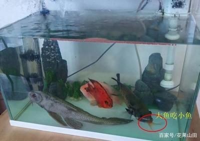 大魚水族魚缸養什么魚最好：熱帶魚的飼養技巧與常見誤區分享熱帶魚的飼養技巧 大魚水族魚缸養什么魚最好：熱帶魚的飼養技巧與常見誤區分享熱帶魚的飼養技巧 魚缸百科 第1張