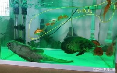 大魚水族魚缸養什么魚最好：熱帶魚的飼養技巧與常見誤區分享熱帶魚的飼養技巧 大魚水族魚缸養什么魚最好：熱帶魚的飼養技巧與常見誤區分享熱帶魚的飼養技巧 魚缸百科 第2張