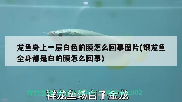 龍魚身上一層白色的膜怎么回事圖片(銀龍魚全身都是白的膜怎么回事) 龍魚身上一層白色的膜怎么回事圖片(銀龍魚全身都是白的膜怎么回事) 銀龍魚百科