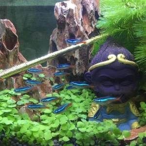 茶寵能放魚缸里嗎 茶寵能放魚缸里嗎 魚缸百科 第1張