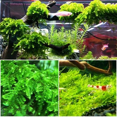 茶寵能放魚缸里嗎 茶寵能放魚缸里嗎 魚缸百科 第2張
