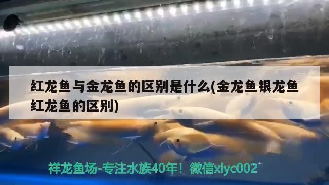 紅龍魚與金龍魚的區別是什么(金龍魚銀龍魚紅龍魚的區別)
