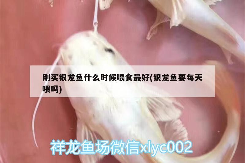 剛買銀龍魚什么時候喂食最好(銀龍魚要每天喂嗎) 剛買銀龍魚什么時候喂食最好(銀龍魚要每天喂嗎) 銀龍魚百科