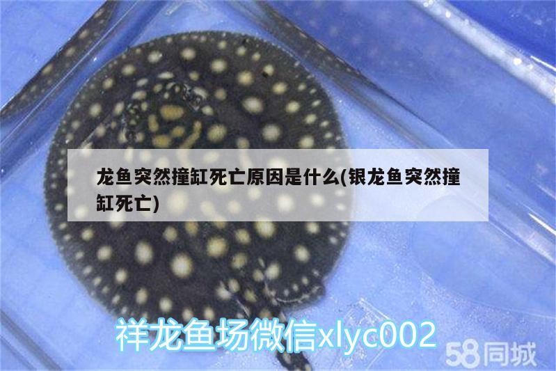 龍魚突然撞缸死亡原因是什么(銀龍魚突然撞缸死亡)