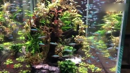 北方魚缸水草有哪些品種：適合北方魚缸養(yǎng)的水草
