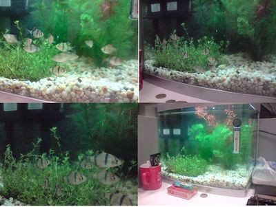 北方魚缸水草有哪些品種：適合北方魚缸養的水草