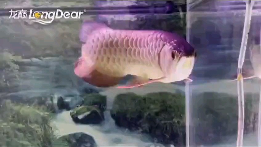 轉發152 轉發152 龍魚論壇