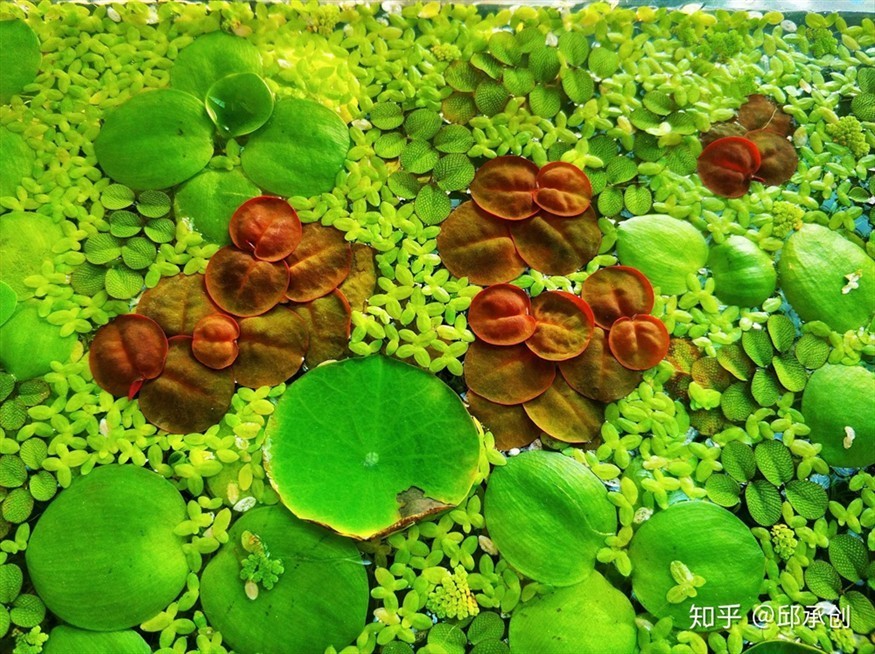 大薸魚缸：在魚缸中種植大薸需要考慮到觀賞性的問題并采取相應的措施