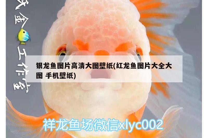 銀龍魚圖片高清大圖壁紙(紅龍魚圖片大全大圖手機壁紙)