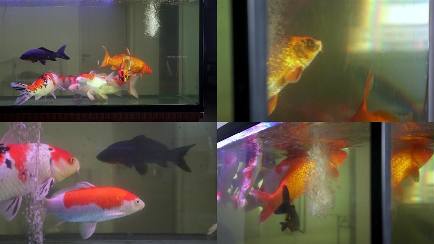 大魚缸金魚養(yǎng)幾條比較吉利呢:養(yǎng)金魚的條數(shù)在風(fēng)水學(xué)中是一個重要的因素,影響家中財運和運勢 魚缸百科 第4張 大魚缸金魚養(yǎng)幾條比較吉利呢:養(yǎng)金魚的條數(shù)在風(fēng)水學(xué)中是一個重要的因素,影響家中財運和運勢 大魚缸金魚養(yǎng)幾條比較吉利呢:養(yǎng)金魚的條數(shù)在風(fēng)水學(xué)中是一個重要的因素,影響家中財運和運勢 魚缸百科 第4張