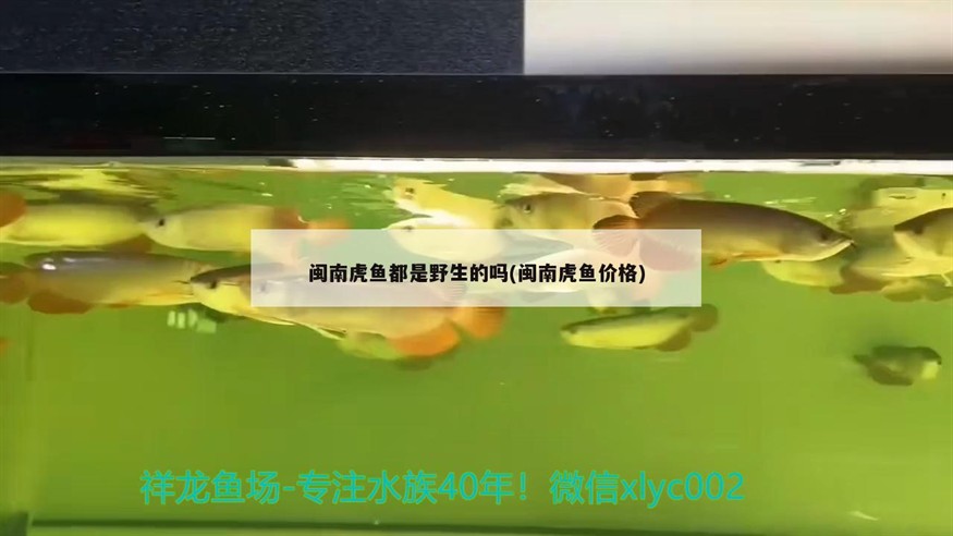 閩南虎魚都是野生的嗎(閩南虎魚價格) 閩南虎魚都是野生的嗎(閩南虎魚價格) 虎魚百科