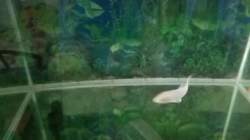 魚缸殺手錦鯉圈 魚缸殺手錦鯉圈 銀龍魚百科 第2張