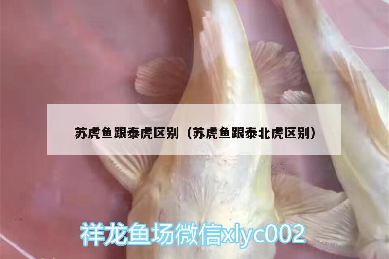 蘇虎魚跟泰虎區別（蘇虎魚跟泰北虎區別） 蘇虎魚跟泰虎區別（蘇虎魚跟泰北虎區別） 虎魚百科