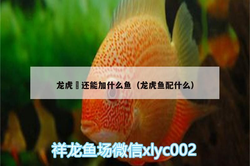 龍虎魟還能加什么魚（龍虎魚配什么）