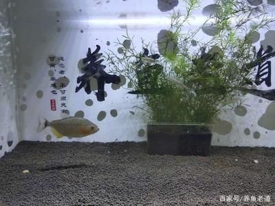 大魚水族魚缸養什么魚好養