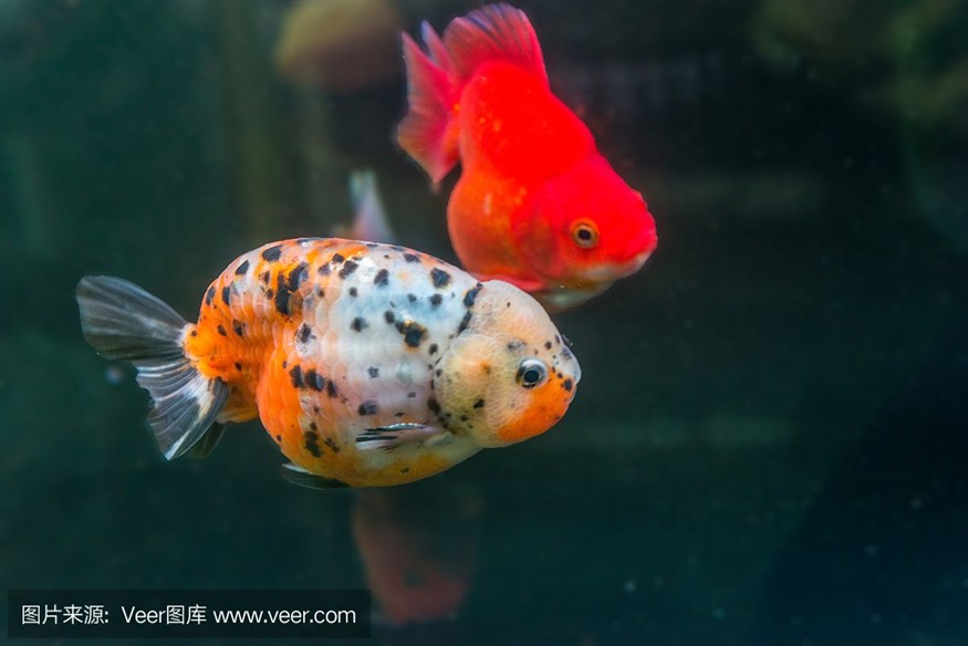 大亞灣哪里有賣魚缸的地方：大亞灣地區(qū)的幾個賣魚缸的相關(guān)信息