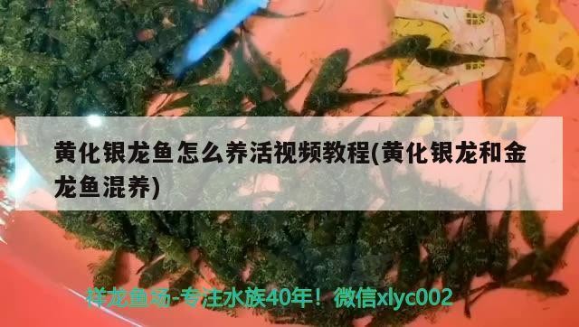 黃化銀龍魚怎么養活視頻教程(黃化銀龍和金龍魚混養)