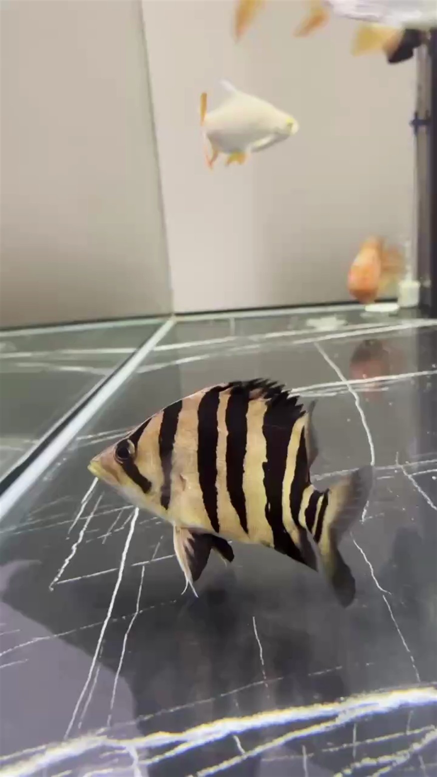 一年成果，虎魚確實長得太慢了，從12-13到現在一年20cm大概，準備換掉養龍魚