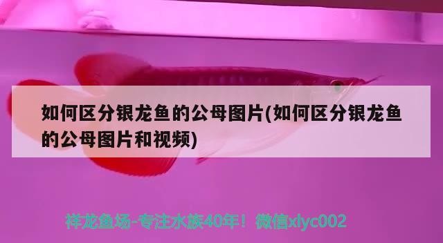 如何區分銀龍魚的公母圖片(如何區分銀龍魚的公母圖片和視頻)