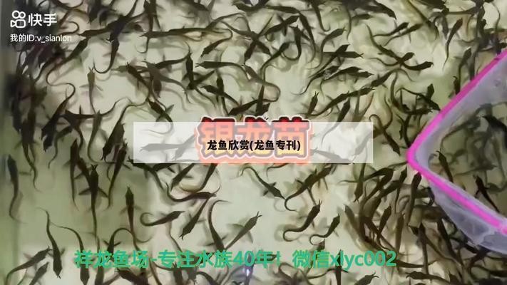 紅龍魚趴缸怎么辦視頻講解大全（紅龍魚趴缸怎么辦視頻講解大全圖片）