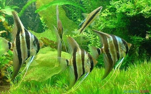 紅龍魚趴缸怎么辦視頻講解大全（紅龍魚趴缸怎么辦視頻講解大全圖片） 紅龍魚趴缸怎么辦視頻講解大全（紅龍魚趴缸怎么辦視頻講解大全圖片） 紅龍魚百科 第2張