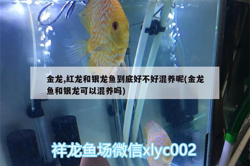 金龍,紅龍和銀龍魚到底好不好混養呢(金龍魚和銀龍可以混養嗎)
