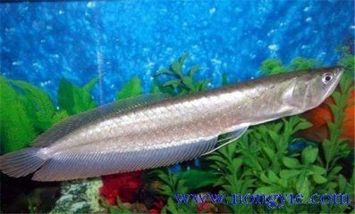 剛買的銀龍魚不吃食怎么回事呀