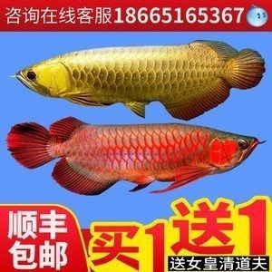 龍魚身上長黑毛 龍魚身上長黑毛 龍魚百科 第1張