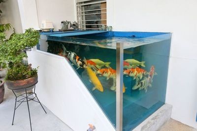 1.7米魚缸養(yǎng)幾條錦鯉