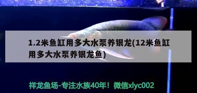 1.2米魚缸用多大水泵養銀龍(12米魚缸用多大水泵養銀龍魚)