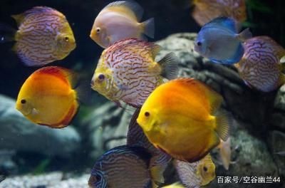 大型魚缸怎么養魚：關于大型魚缸養魚的建議和注意事項