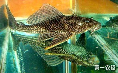 大型魚缸怎么養魚：關于大型魚缸養魚的建議和注意事項