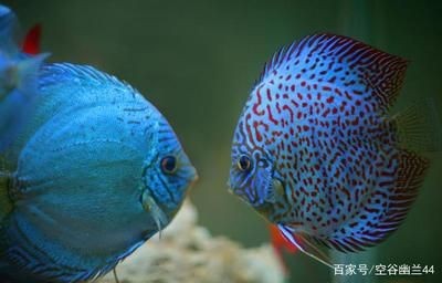 大型魚缸怎么養魚：關于大型魚缸養魚的建議和注意事項