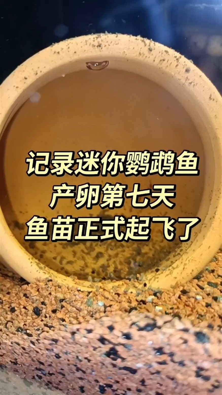 迷你鸚鵡魚產卵第七天，起飛了 迷你鸚鵡魚產卵第七天，起飛了 龍魚論壇