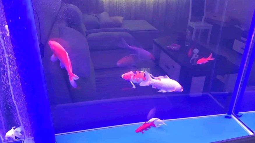龍魚殺蟲什么藥最好