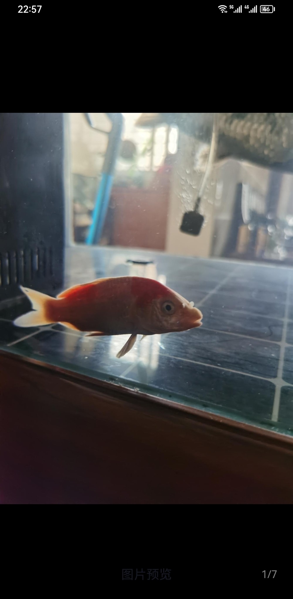 錦鯉上嘴唇腫大。 錦鯉上嘴唇腫大。 龍魚論壇 第1張