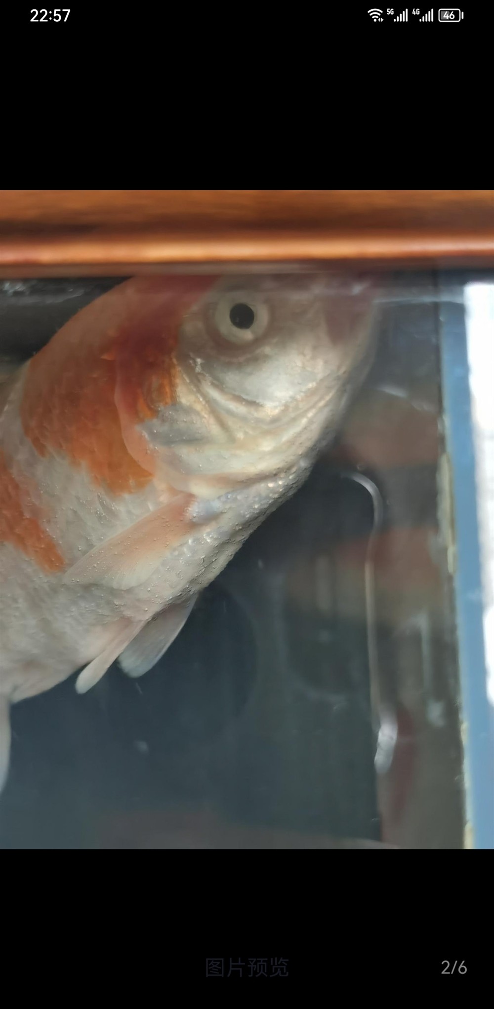 錦鯉上嘴唇腫大。 錦鯉上嘴唇腫大。 龍魚論壇 第2張