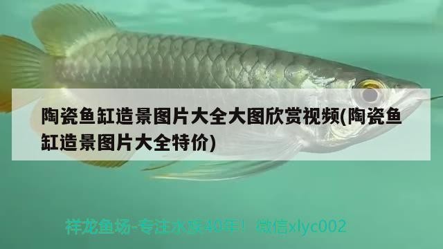 陶瓷魚缸造景圖片大全大圖欣賞視頻(陶瓷魚缸造景圖片大全特價)